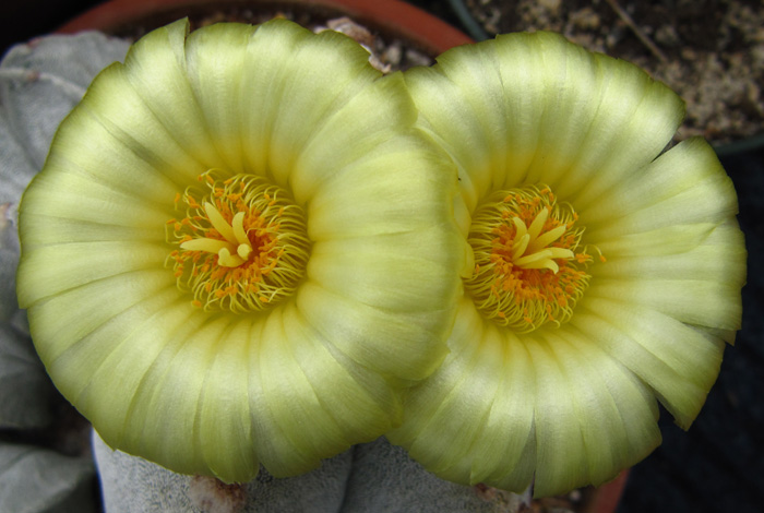 Astrophytum myriostigma in full bloom